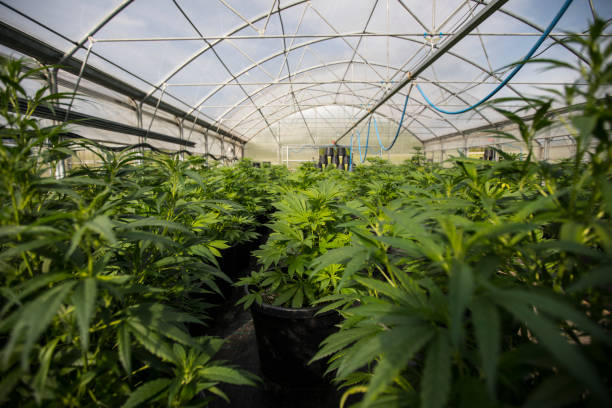 What are the benefits of using a CBD product directory in New Mexico?