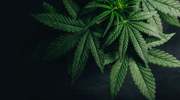 What should you know before using the New Mexico CBD product directory?