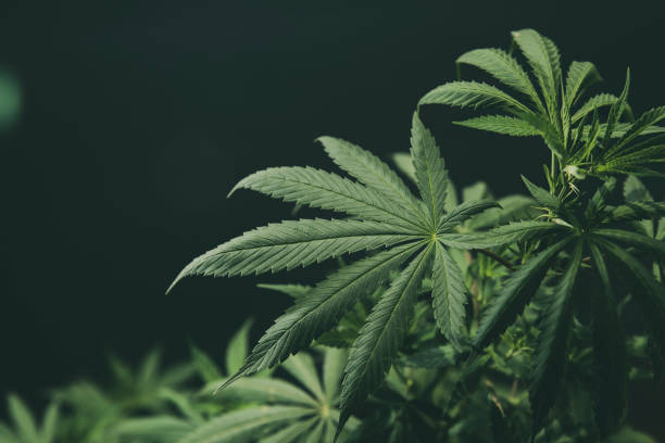 Top-rated CBD product brands available in New Mexico