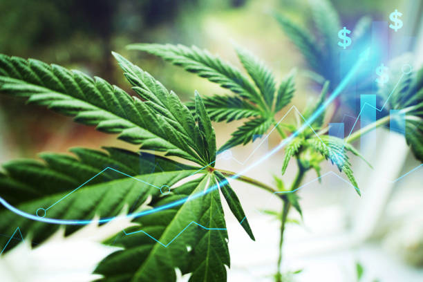 What can you find in the New Mexico CBD product directory?