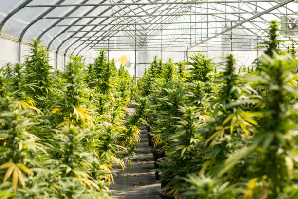 ../img/cannabismarketingtips.jpg