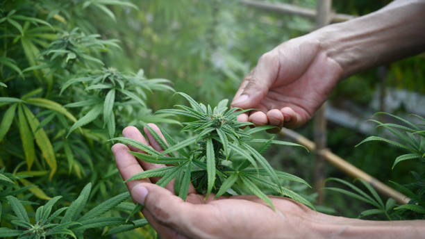 Learn Where to Buy CBD Products in New Mexico